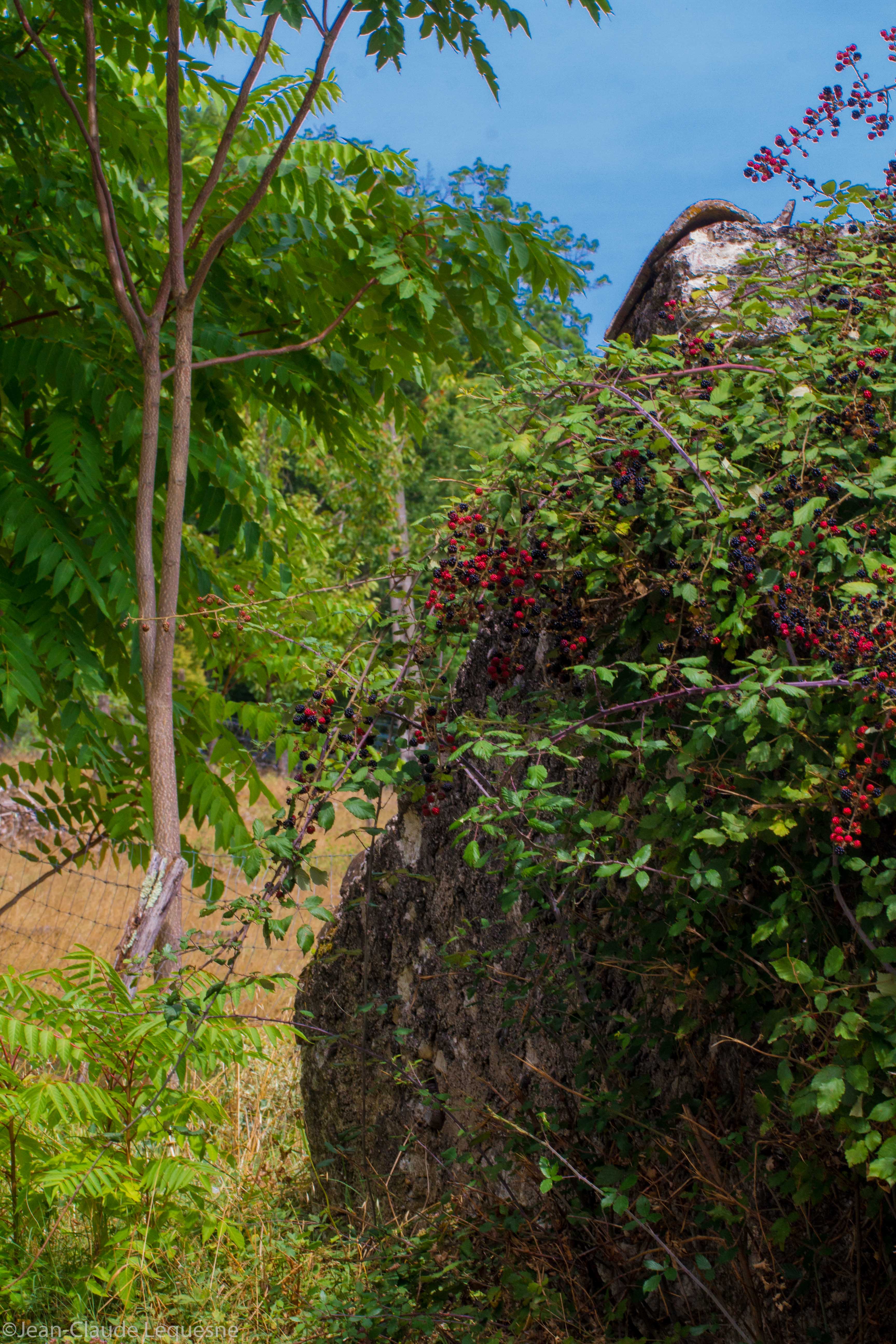 Mûre des coteaux de Marennes